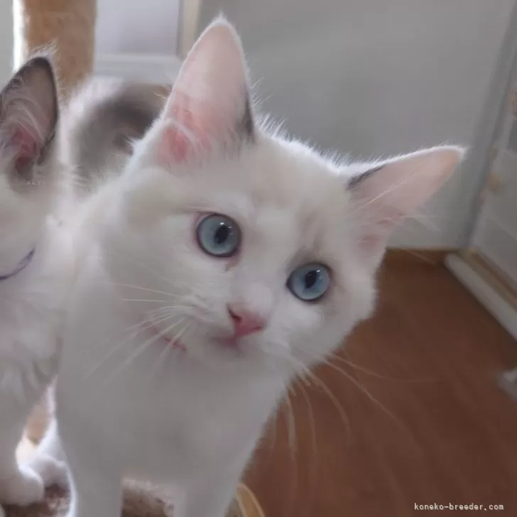 ID:2406-03687の子猫