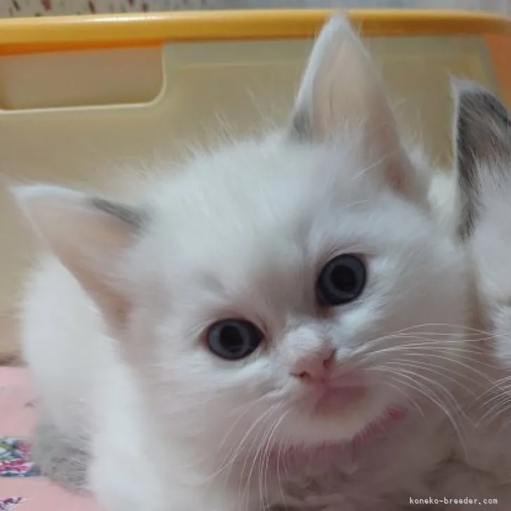 ID:2303-01134の子猫
