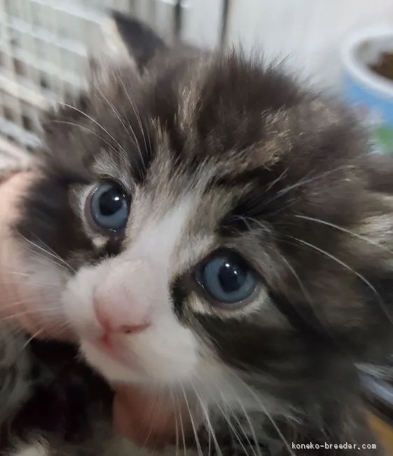 ID:2001-00534の子猫