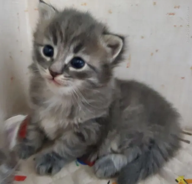 ID:2002-00877の子猫