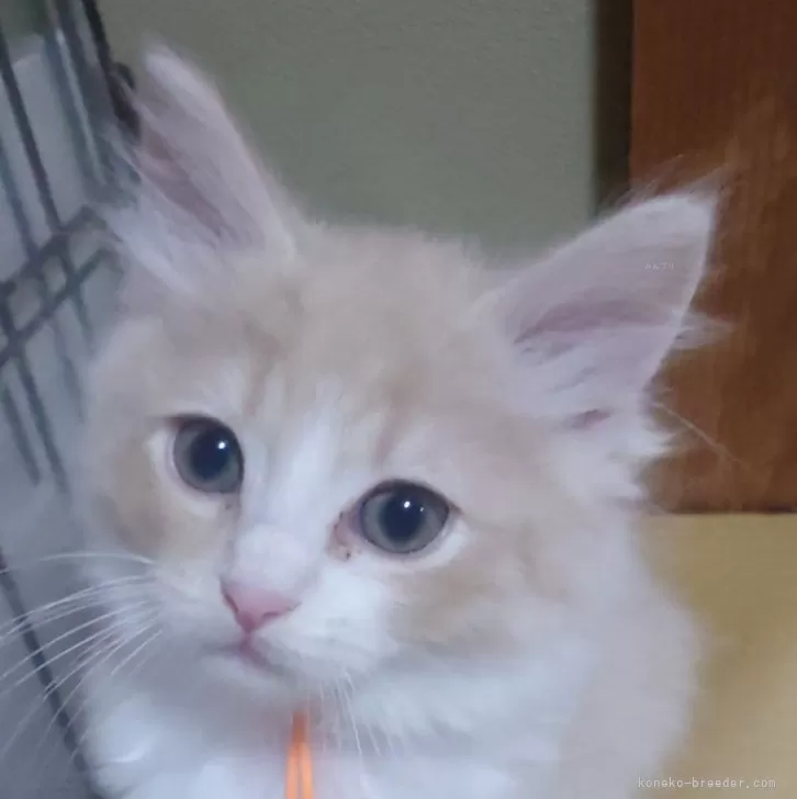 ID:2312-02846の子猫