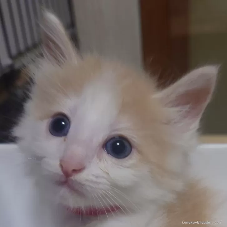 ID:2409-00327の子猫