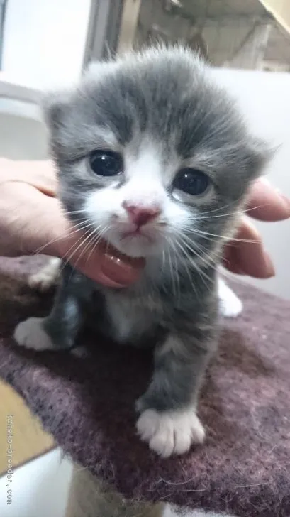 ID:1903-00483の子猫
