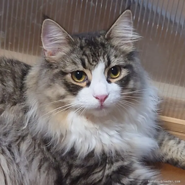 ID:2305-01644の子猫