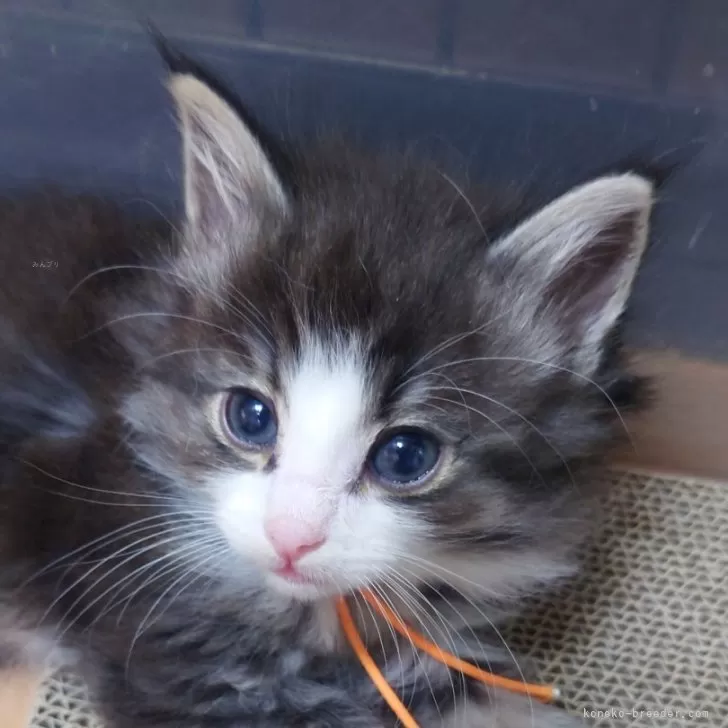 ID:2404-01561の子猫