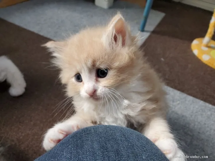 ID:2001-00530の子猫
