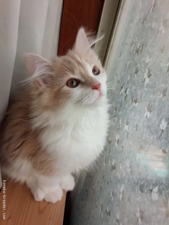 ID:1512-00061の子猫