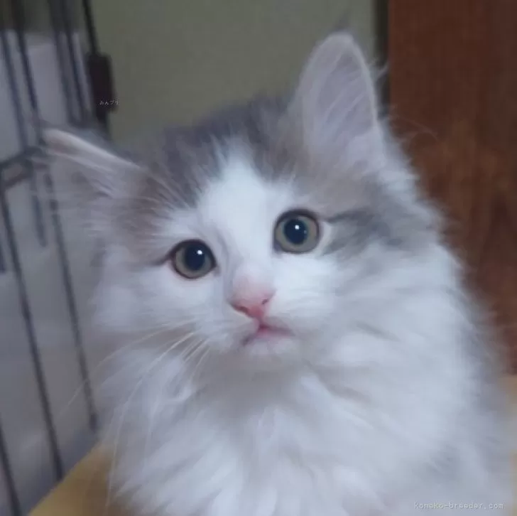 ID:2312-02801の子猫