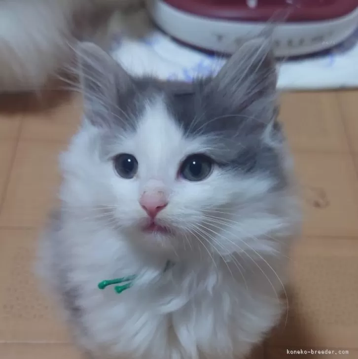 ID:2312-02832の子猫