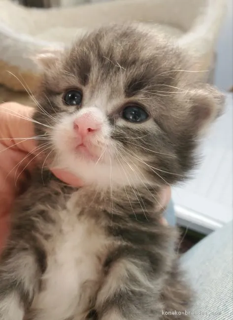ID:2011-01032の子猫