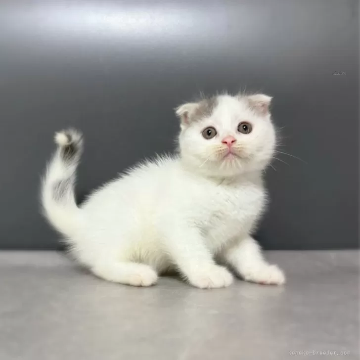 ID：2408-01270の子猫