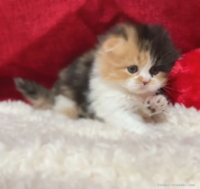 ID:2202-01122の子猫