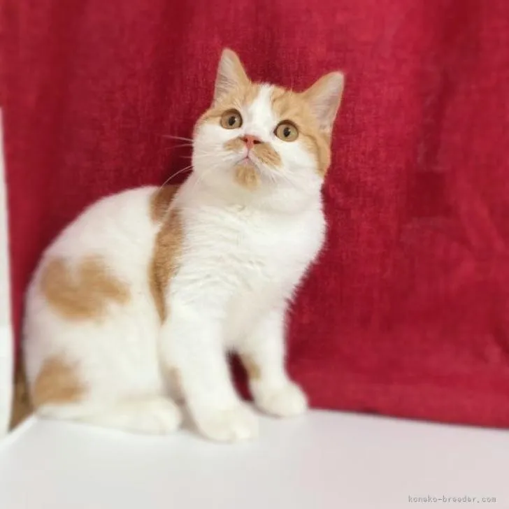ID:2207-02588の子猫