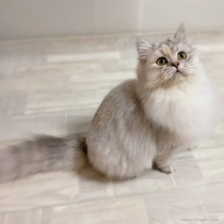 ID:2306-01304の子猫