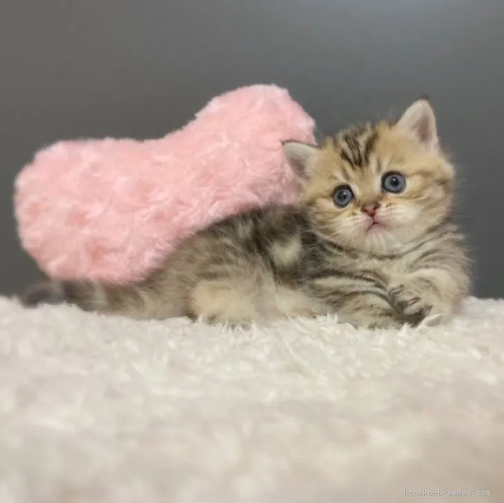 ID：2305-03751の子猫