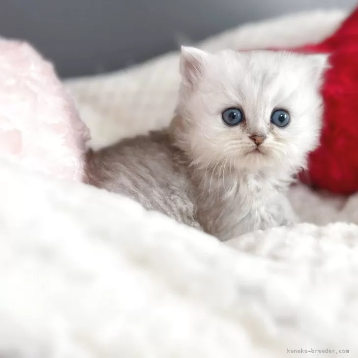 ミツ 様のお迎えした子猫