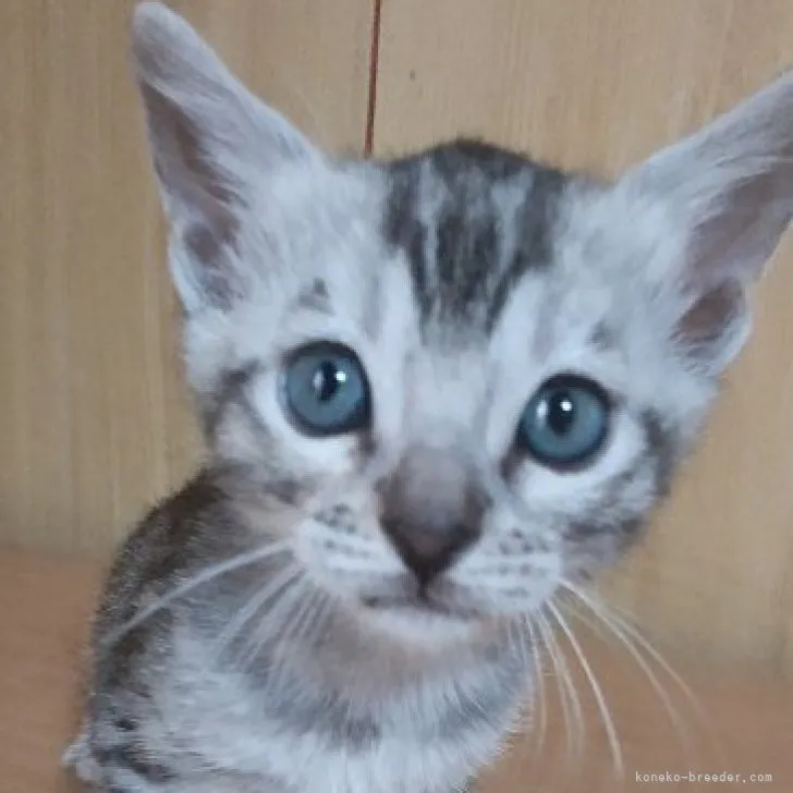 ID:2305-00785の子猫