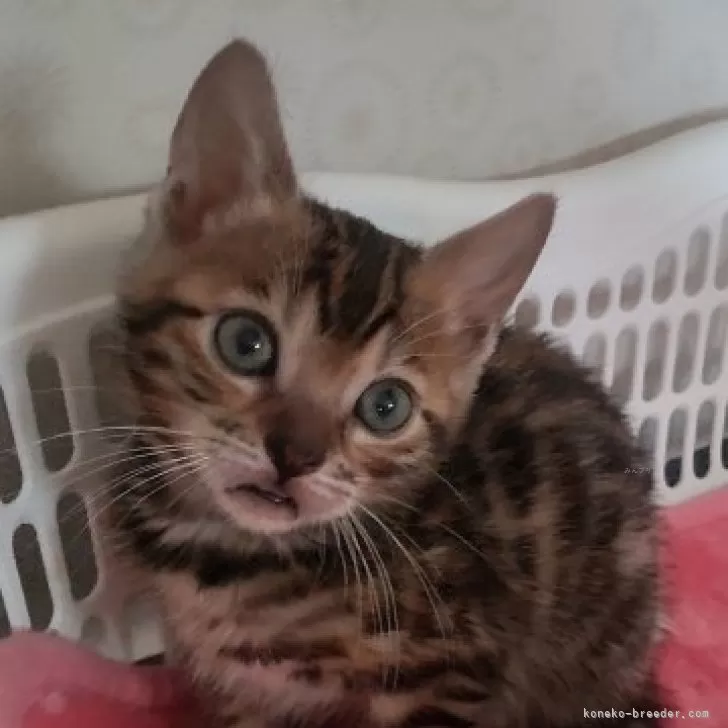 ID：2405-03193の子猫