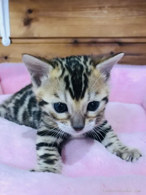 ベンガル【静岡県・男の子・2019年1月15日・ブラウンスポテットタビー】の写真1