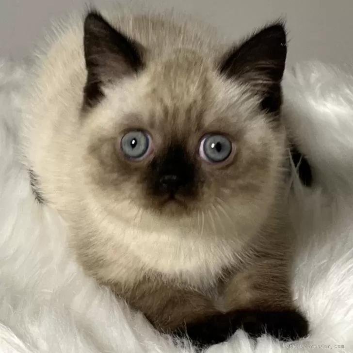 ID:2406-00346の子猫