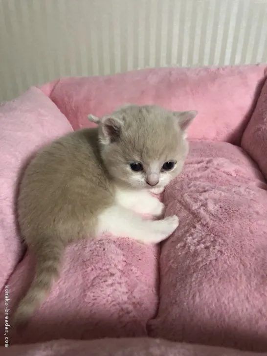 ID：1903-01081の子猫