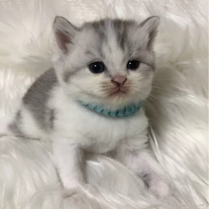 ID:2407-02431の子猫