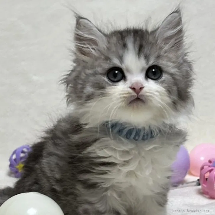 ID:2308-03183の子猫
