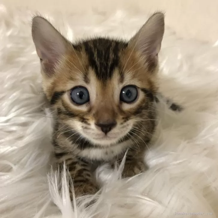 ID:2407-01720の子猫