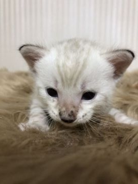 ベンガル【静岡県・男の子・2021年7月21日・スノーリンクス（艶やかな毛並み）】の写真「ハイクラスのスノー」