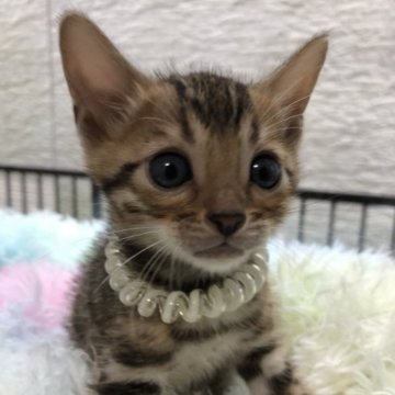 ベンガル【静岡県・男の子・2023年5月21日・ブラウンスポテットタビー（艶やかな毛並み）】の写真「イケメン君！！ご見学と同時にお連れできます！」