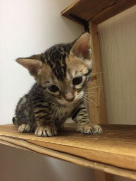 ベンガル【静岡県・女の子・2018年5月11日・ブラウンスポテットタビー（艶やかな毛並み）】の写真「可愛いお顔」