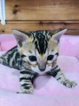 ベンガル【静岡県・男の子・2019年1月15日・ブラウンスポテットタビー（艶やかな毛並み）】の写真「カッコいいお顔」