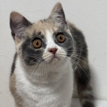 ダイリュートキャリコのブリティッシュショートヘアの子猫を探す