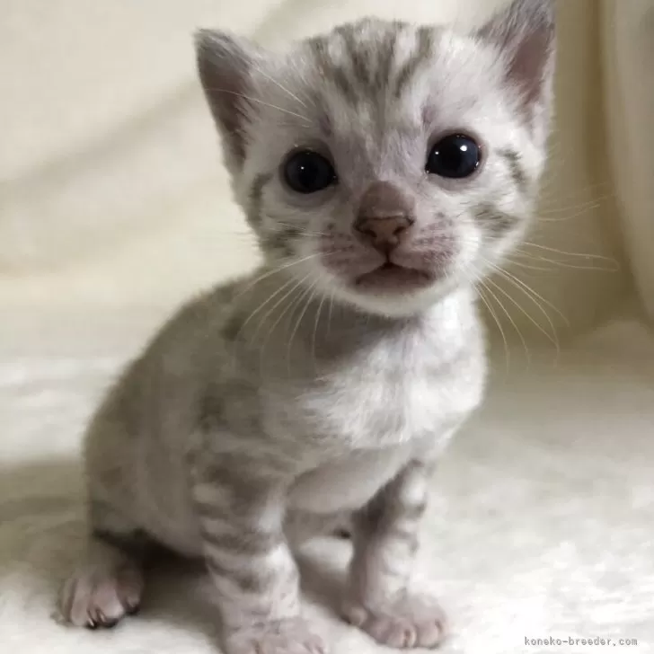 ID:2504-02403の子猫