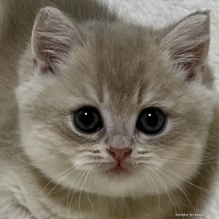 ID:2503-02119の子猫