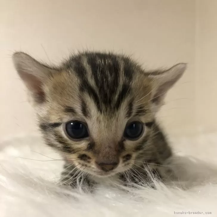 ID:2412-02176の子猫