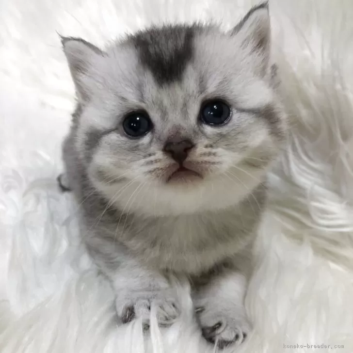 ぱんだこパン子 様のお迎えした子猫