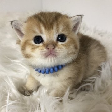 ブリティッシュショートヘア【静岡県・男の子・2025年9月7日・シェーデッドゴールデン(フワフワ)】の写真「可愛いお顔♡」