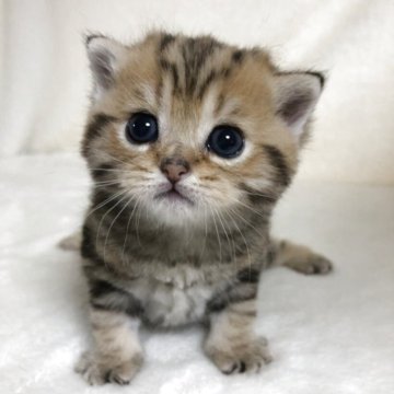 ブリティッシュショートヘア【静岡県・男の子・2025年3月27日・毛色確認中（フワフワ）】の写真「可愛いお顔」