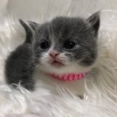 ブリティッシュショートヘア