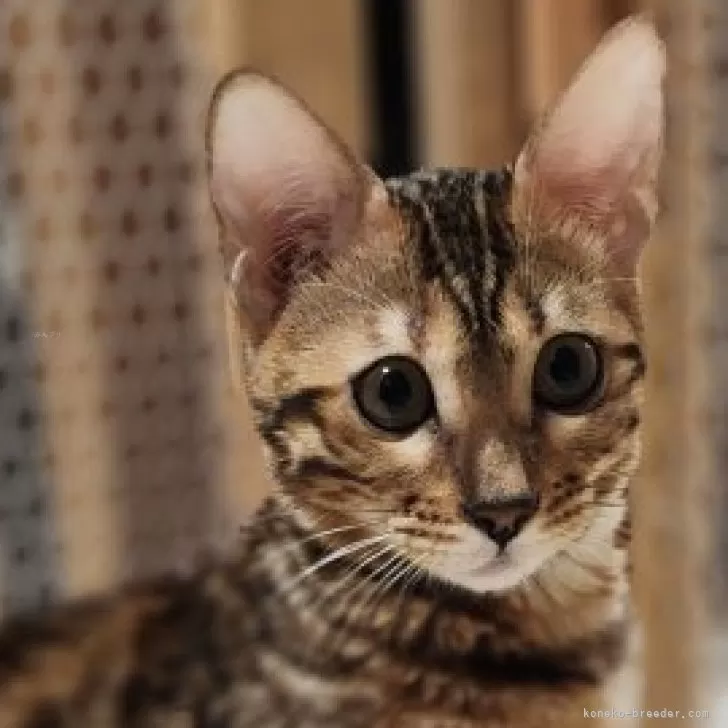 ID:2406-03662の子猫