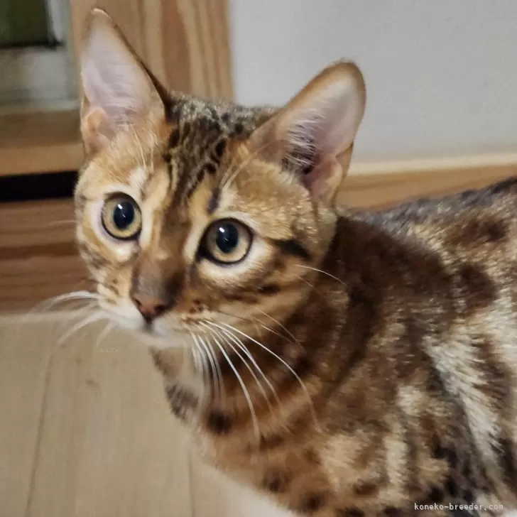 ID:2312-00280の子猫