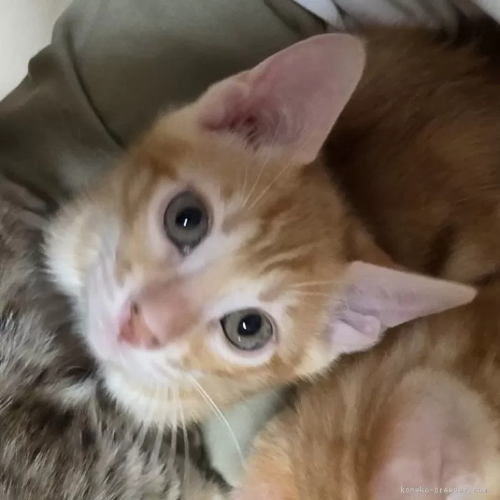 ID:2502-01815の子猫