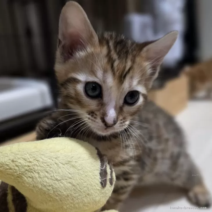 ID:2502-02055の子猫