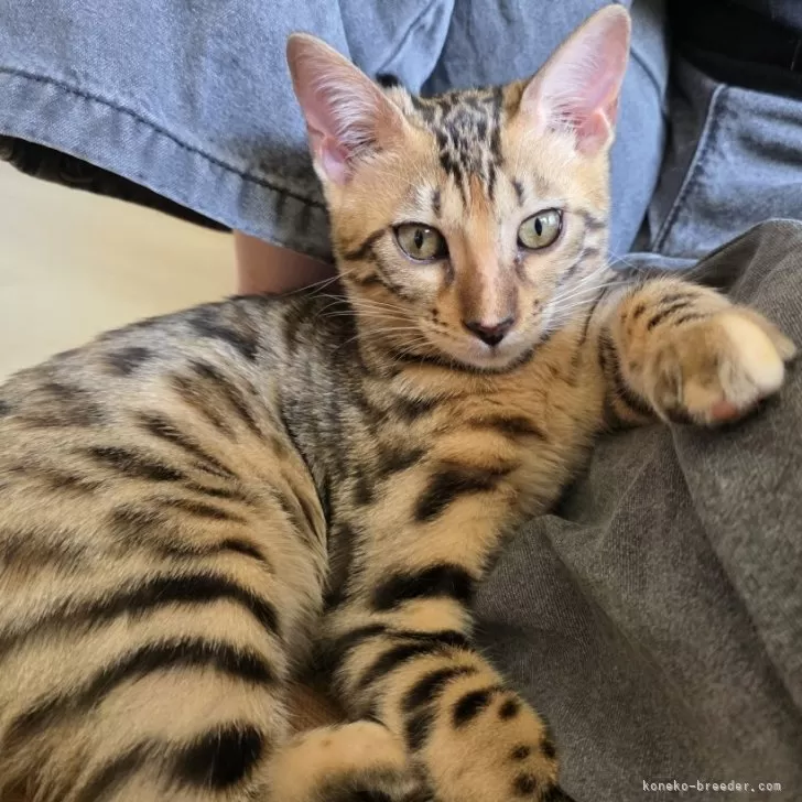 ID:2412-02095の子猫