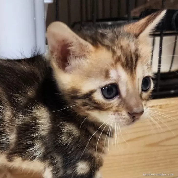 ID:2412-01680の子猫
