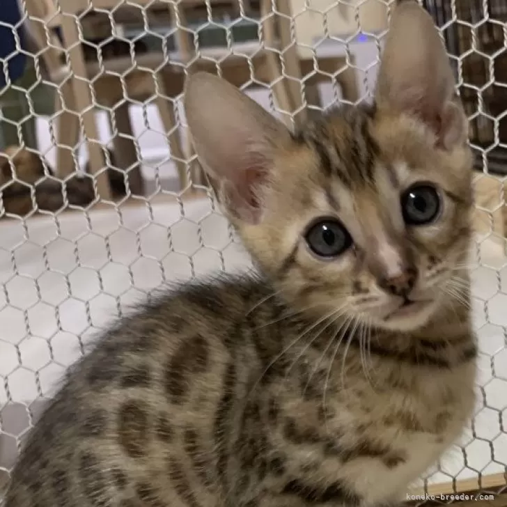 ID:2412-01628の子猫