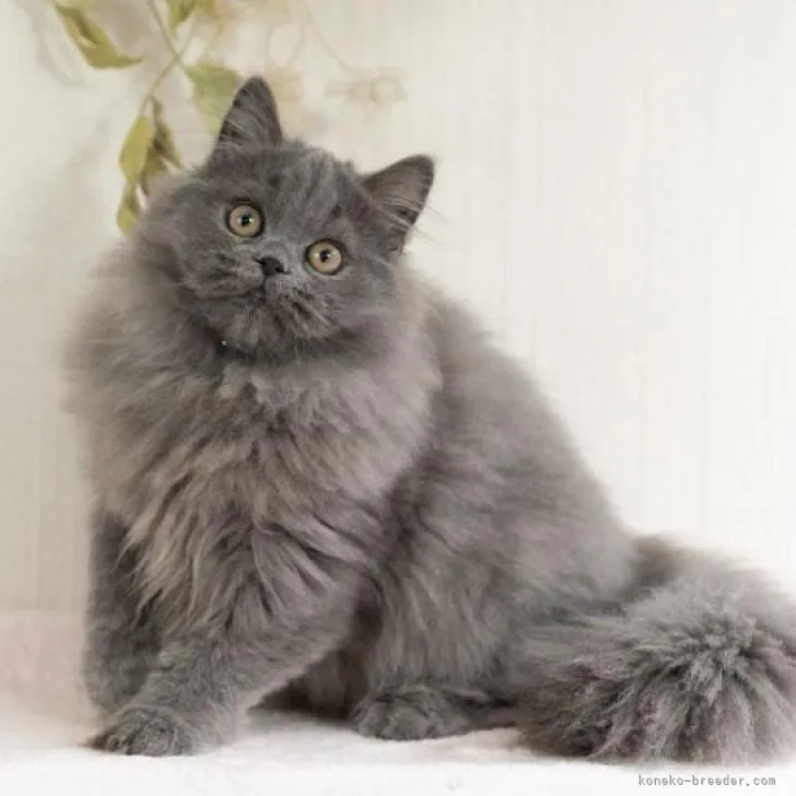 ID:2211-02461の子猫