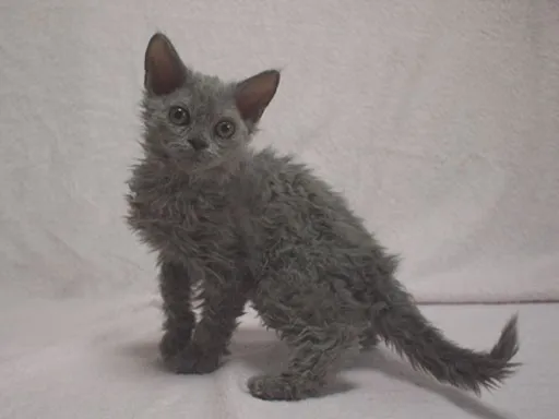 ID:1209-00007の子猫