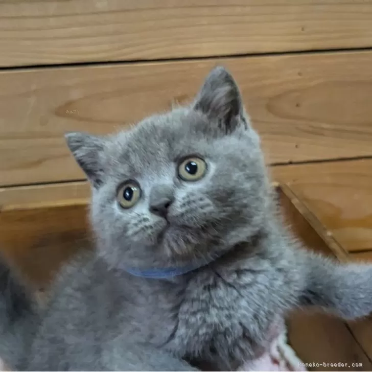 ID:2407-00533の子猫